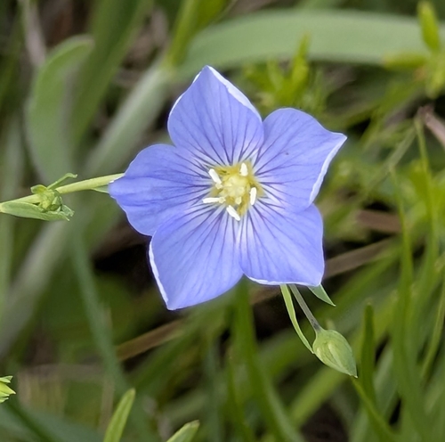 Image of Linum pratense by (c) kayler09, some rights reserved (CC BY)