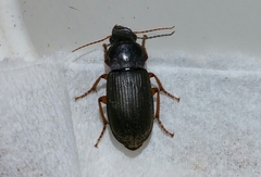 Harpalus rufipes