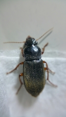 Harpalus rufipes