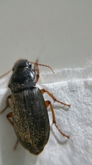 Harpalus rufipes