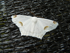 Sericoptera mahometaria