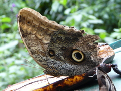 Caligo telamonius