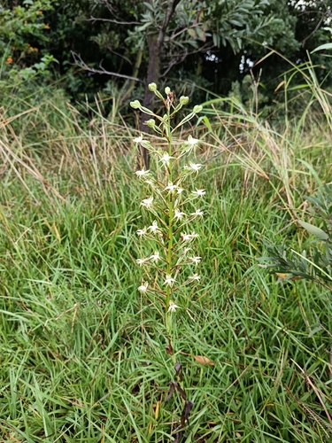 Image of Habenaria nyikana by (c) Andrew Hankey, some rights reserved (CC BY-SA)