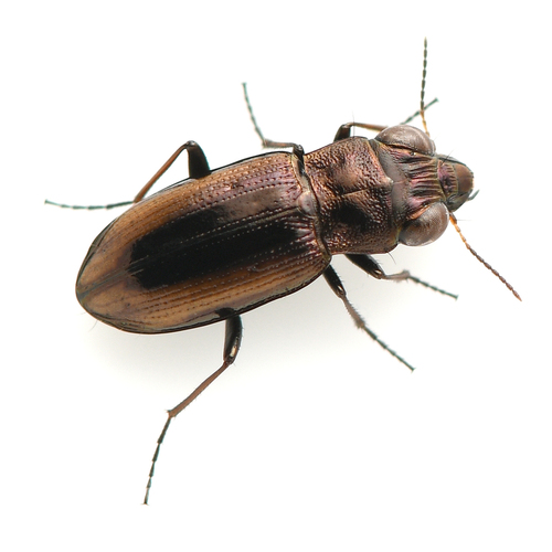Notiophilus sylvaticus photo 2