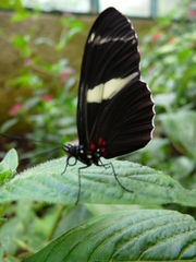 Heliconius sara fulgidus