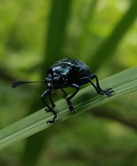 Platycorynus peregrinus