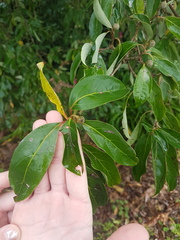 Cornus capitata