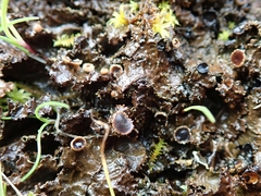 Pseudocyphellaria neglecta