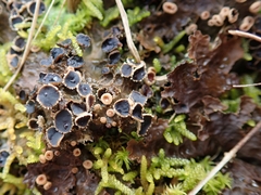 Pseudocyphellaria neglecta