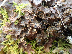 Pseudocyphellaria neglecta