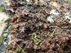 Pseudocyphellaria neglecta