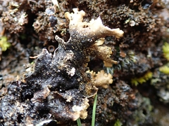 Pseudocyphellaria neglecta