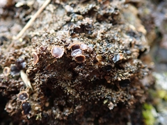 Pseudocyphellaria neglecta