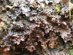 Pseudocyphellaria neglecta