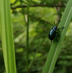 Platycorynus peregrinus