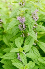 Mentha canadensis