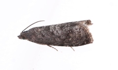 Grapholita funebrana