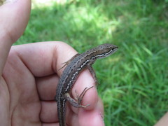 Takydromus tachydromoides