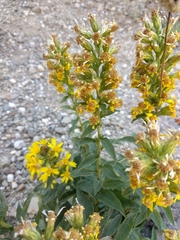 Solidago virgaurea taurica