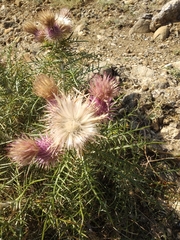 Ptilostemon echinocephalus