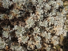 Astragalus arnacantha