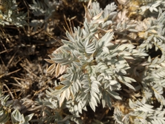 Astragalus arnacantha