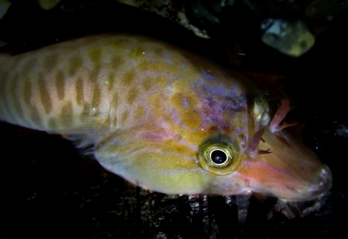 Shore Clingfish