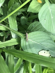 Orthoptera