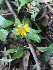 Asteraceae
