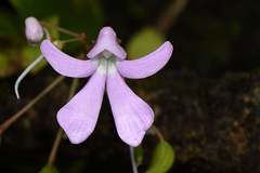 Impatiens acaulis