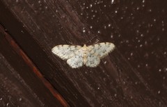 Idaea contiguaria