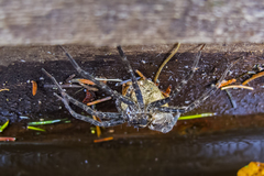 Dolomedes tenebrosus