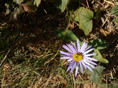 Aster amellus ibericus