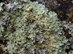 Flavoparmelia haysomii