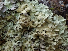 Flavoparmelia haysomii