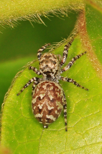 Peppered Jumping Spider