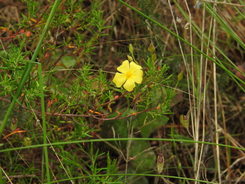Cistus calycinus