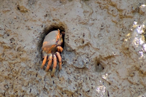 West African Fiddler Crab, photo 5 of 10