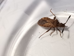 Strobilotoma typhaecornis