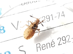 Strobilotoma typhaecornis