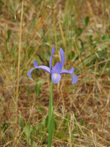 Spanish iris (Iris xiphium)