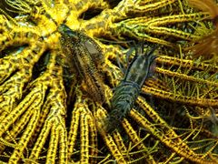 Synalpheus stimpsonii