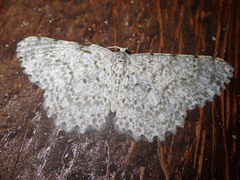 Catoria sublavaria
