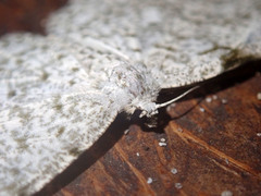 Catoria sublavaria