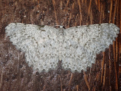 Catoria sublavaria