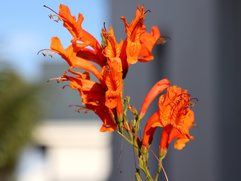 Tecoma capensis — an easy houseplant, prefers full sun light