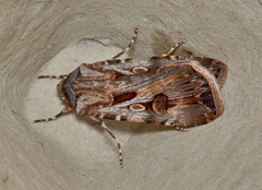 Agrotis radians