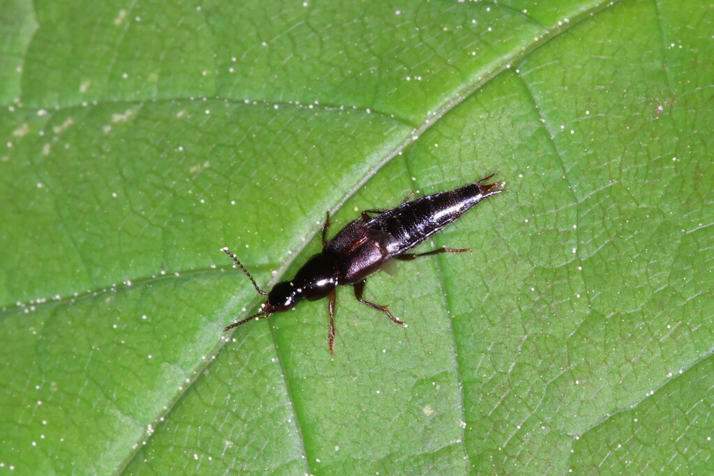 Quedius fumatus