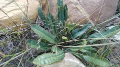 Alepidea capensis
