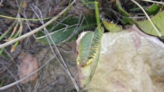 Alepidea capensis